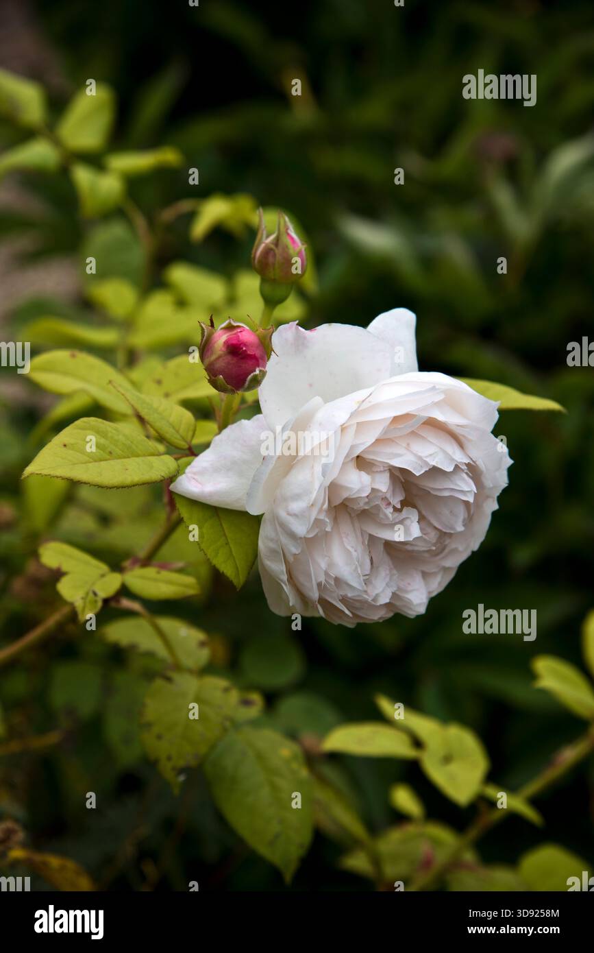 Rose Saint Cecillia Foto Stock