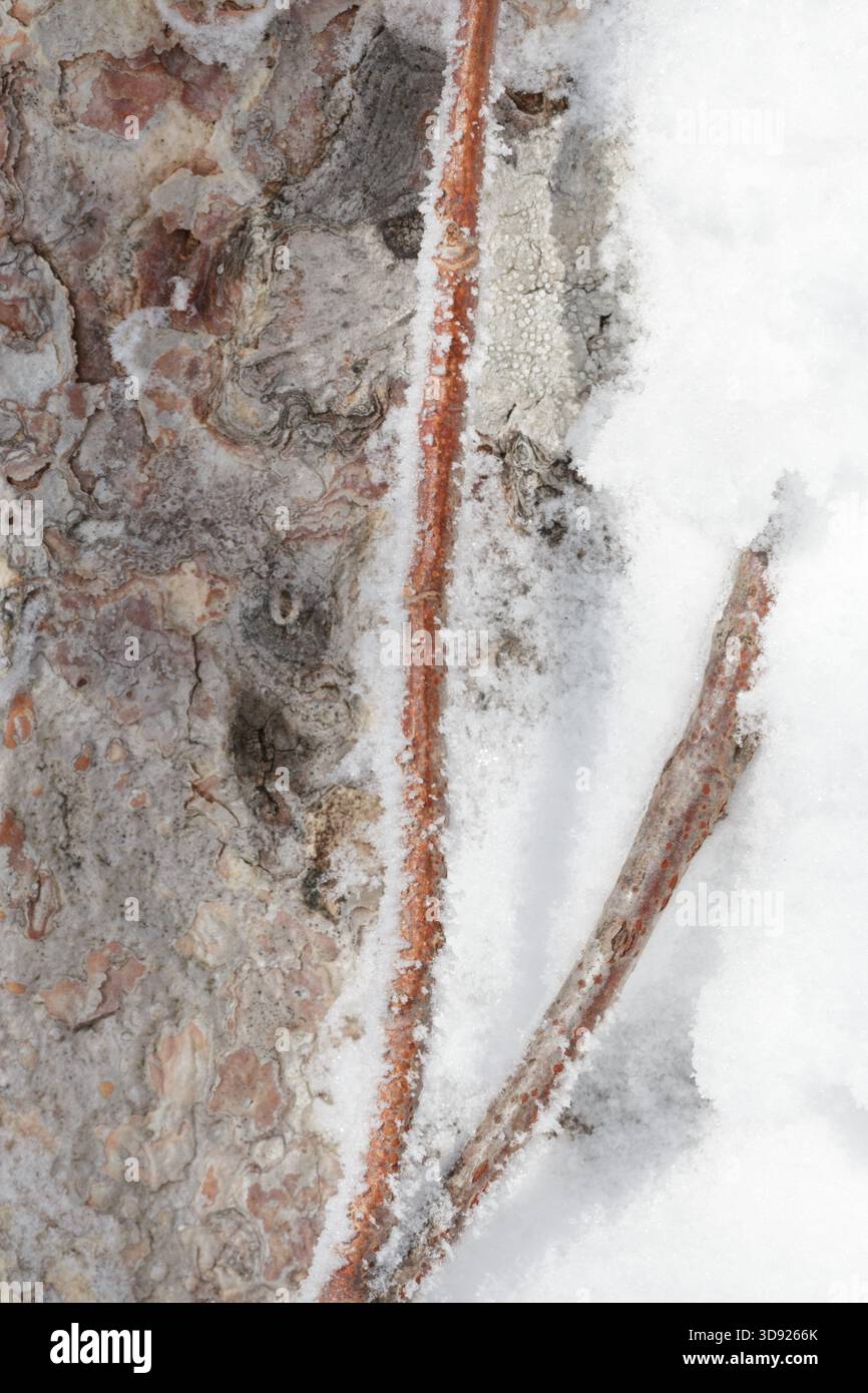Lo stelo crepuscolo cresce su corteccia di alberi congelata in inverno Foto Stock
