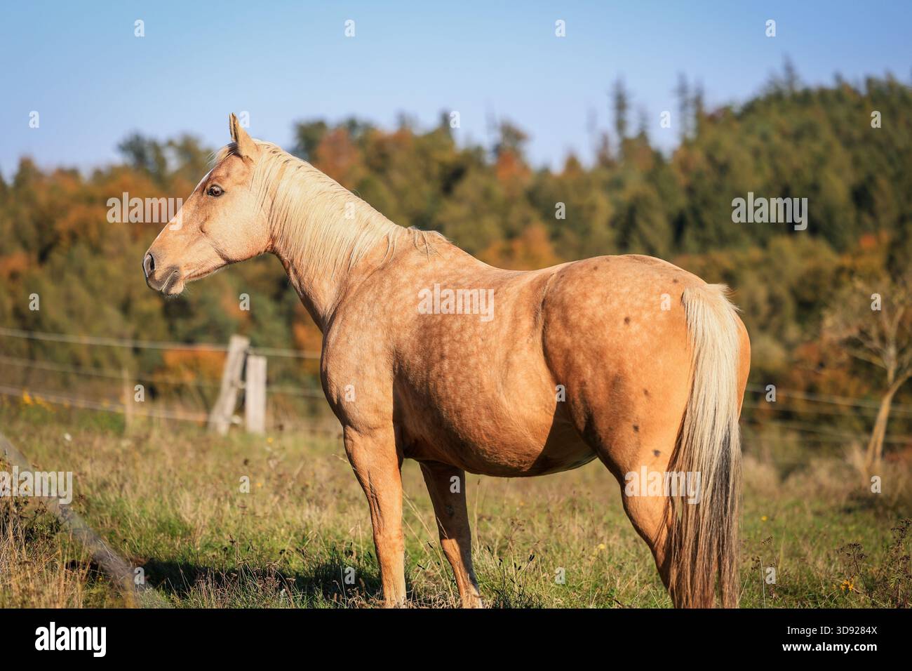 Cavallo Palomino al pascolo nelle giornate di sole. Paesaggio rurale con animali al ranch Foto Stock