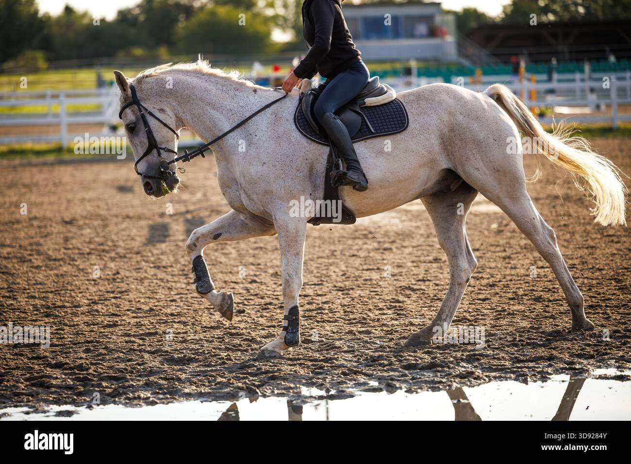 Addestramento equestre nel paddock. Una donna irriconoscibile che cavalca su un cavallo bianco Foto Stock
