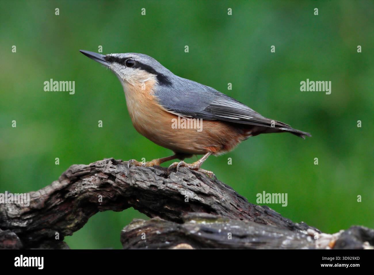 NUTHATCH, REGNO UNITO. Foto Stock