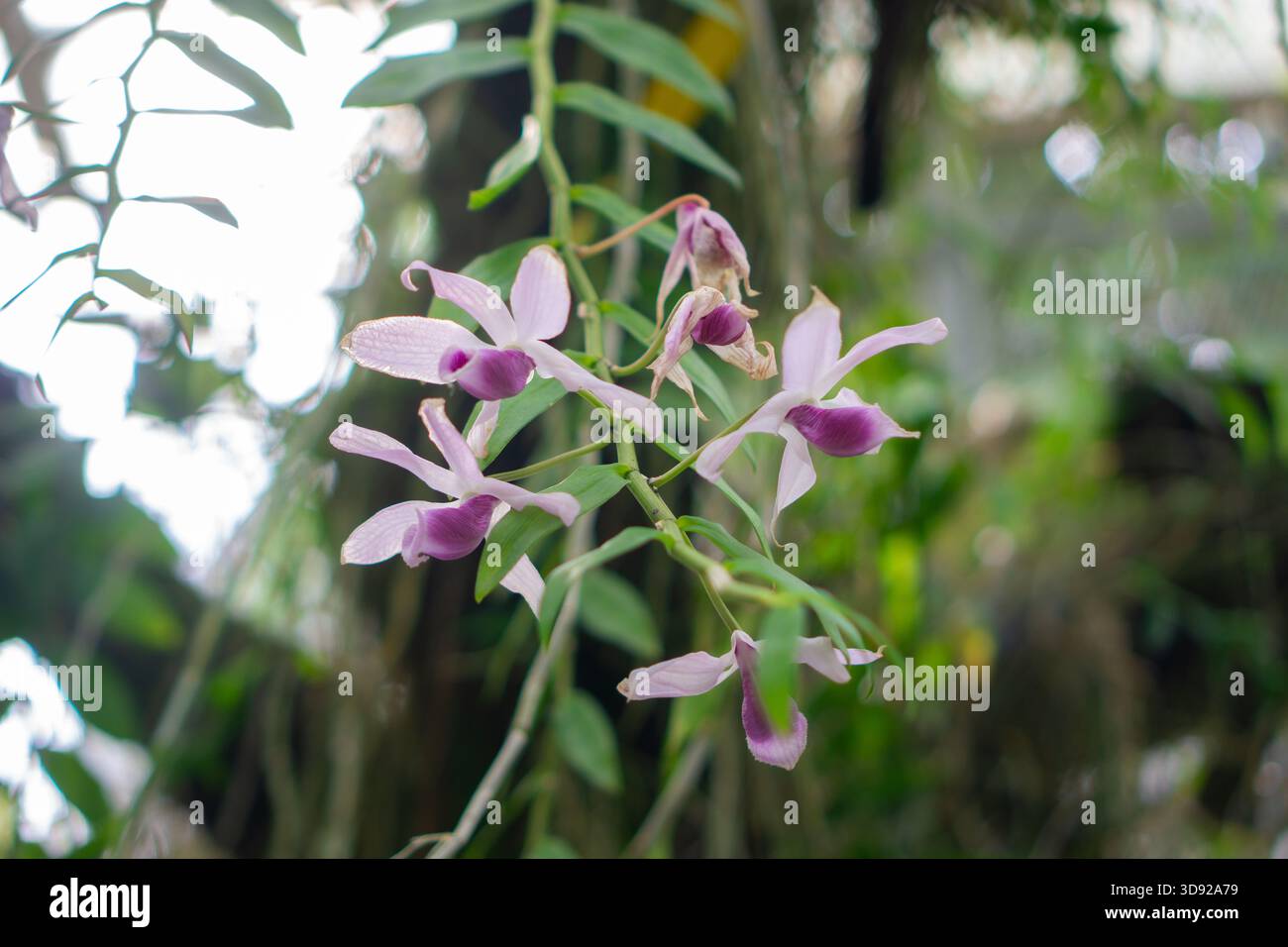 I petali rosa tenui si arricciano intorno ai centri viola più profondi Foto Stock