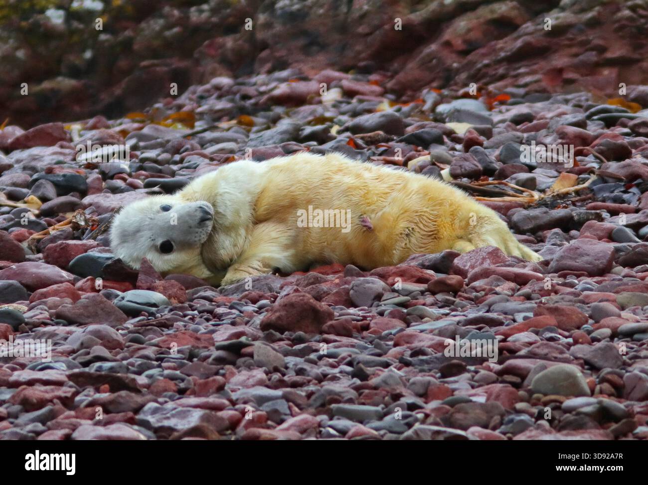 CUCCIOLO CON GUARNIZIONE GRIGIA, UK Foto Stock