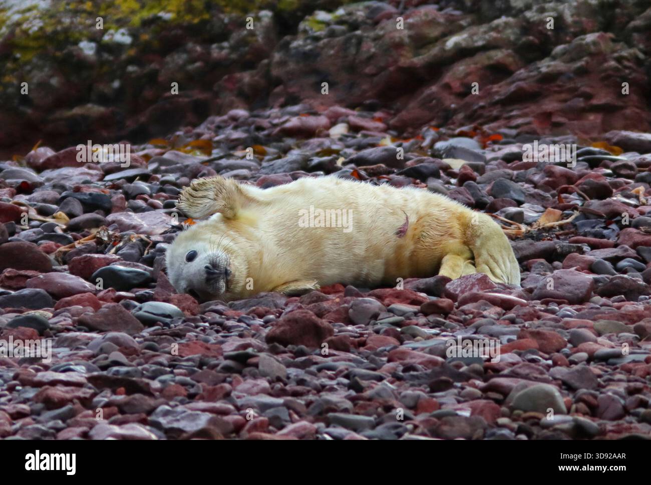 Cucciolo di FOCA GRIGIA (Halichoerus grypus) su una spiaggia di ciottoli, Regno Unito. Foto Stock