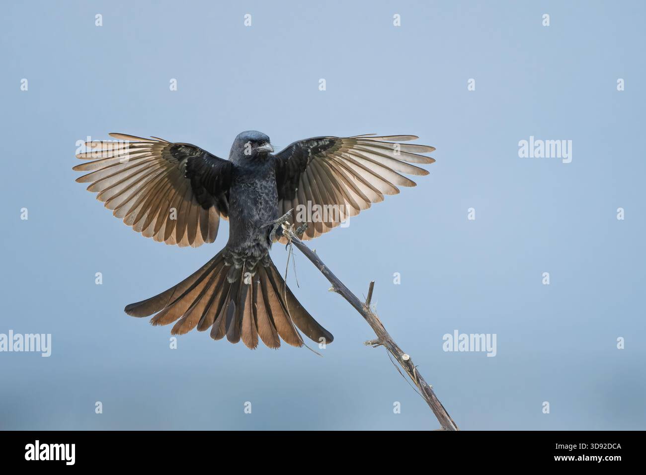 Drongo nero con ali aperte e dettagli dell'uccello, sfondo blu Foto Stock