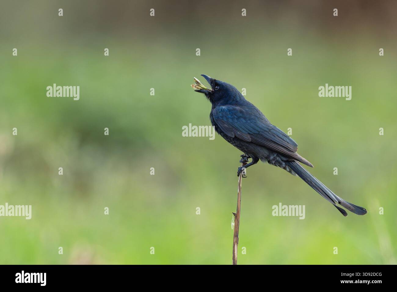 Drongo nero arroccato con un insetto nel becco e mangiato l'insetto Foto Stock