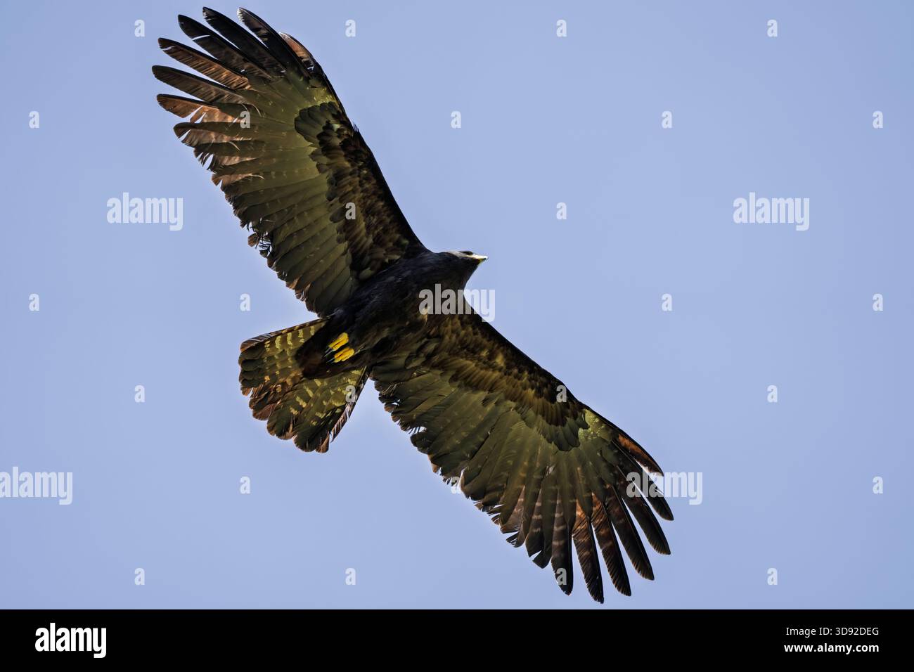 Aquila nera, Ictinaetus malaiensis, bella in volo con ali spalancate, dettagli ravvicinati dell'aquila nera a Taiwan Foto Stock