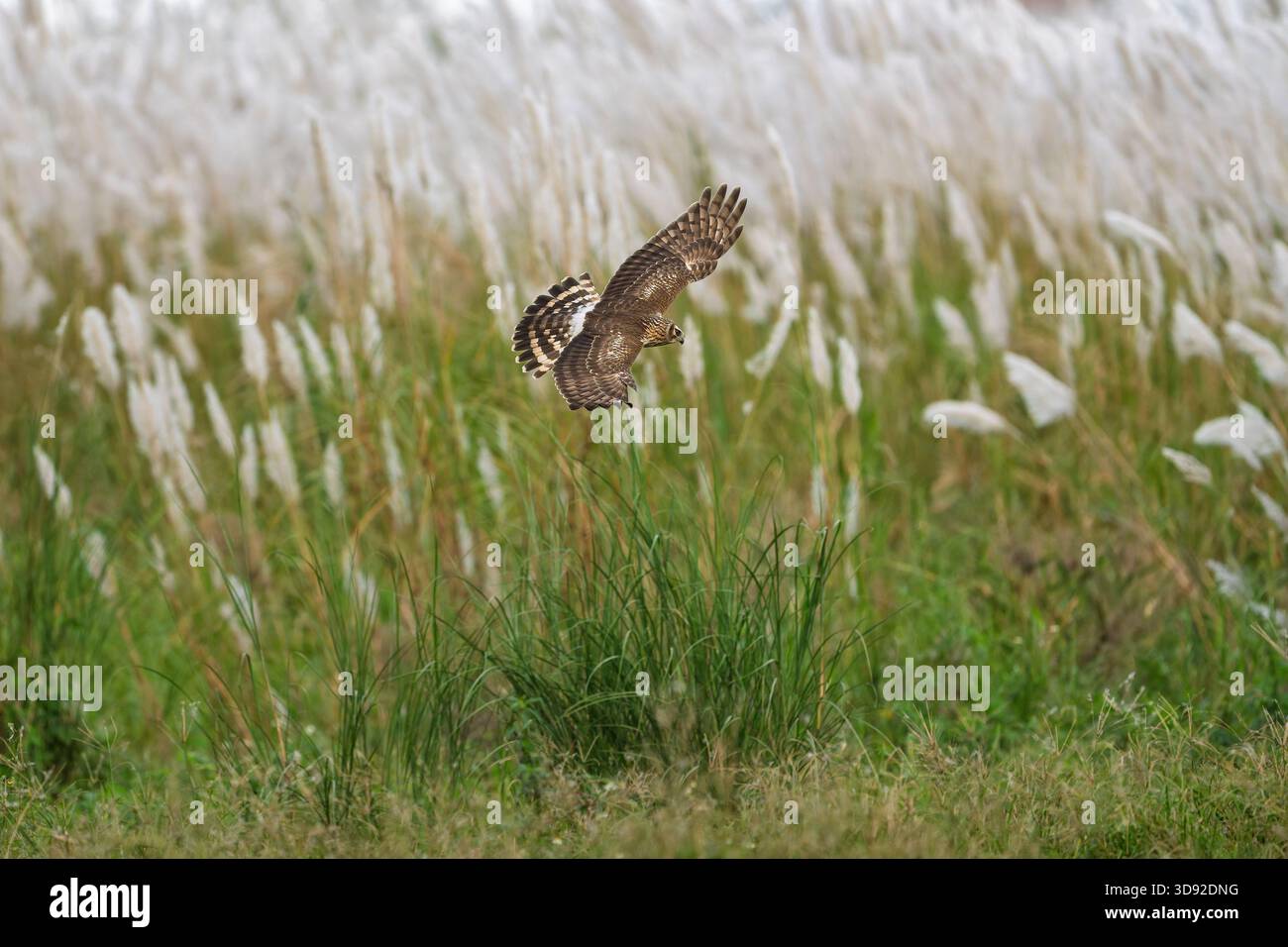 Hen Harrier in volo, le ali si aprono larghe, bellissimi fiori bianchi sullo sfondo Foto Stock