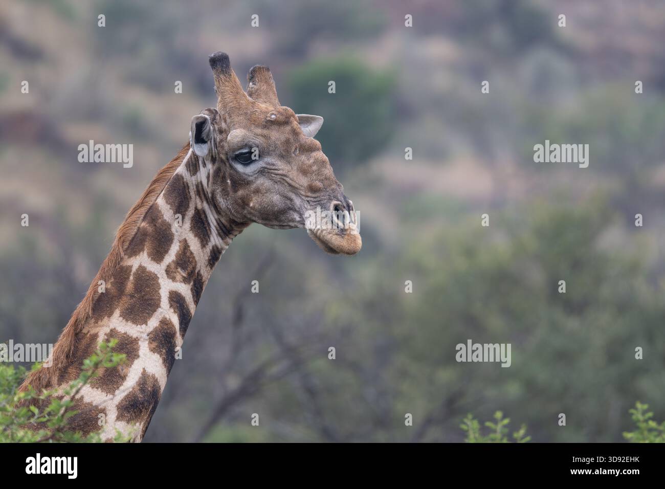 Giraffa meridionale nel Pilanusberg NP, Sudafrica Foto Stock