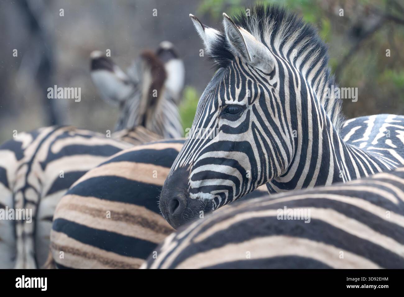 Plain Zebra al Pilanusberg NP Sud Africa Foto Stock