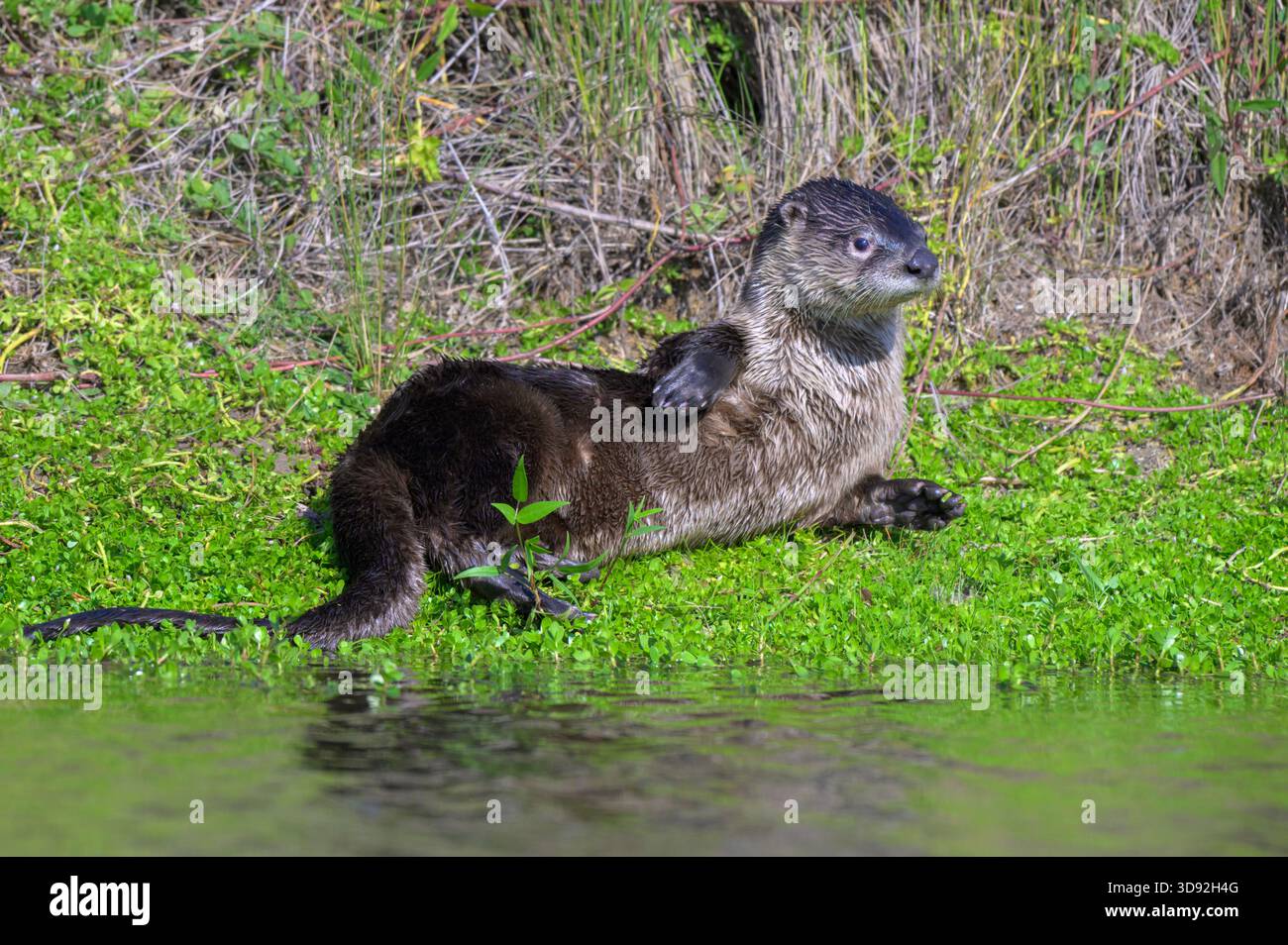 Lontra di fiume nordamericana (Lontra canadensis) che sfrega il corpo sull'erba per asciugare e pulire la sua pelliccia, Galveston, Texas, USA. Foto Stock