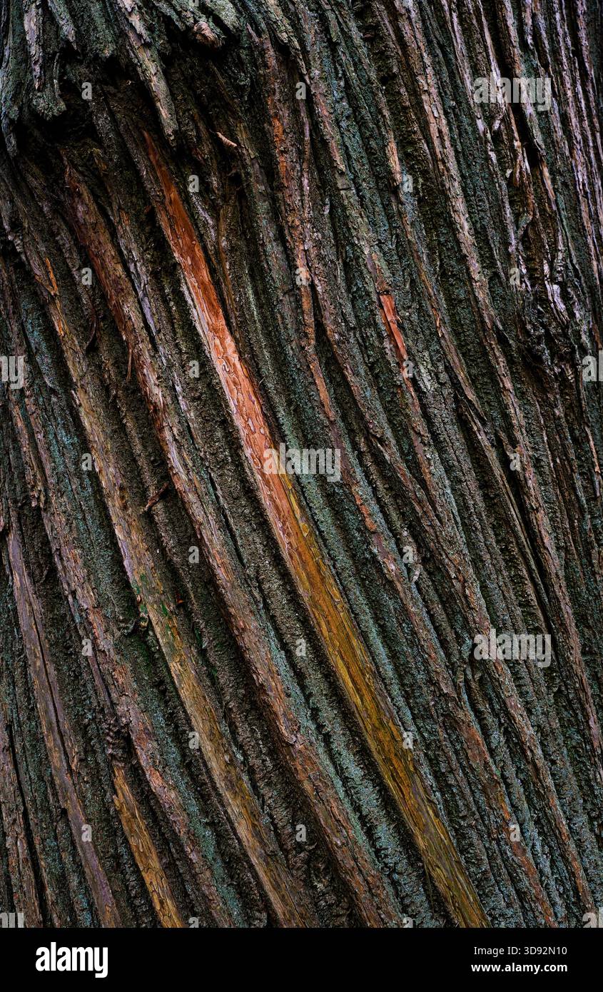 Les spirales du chêne Foto Stock