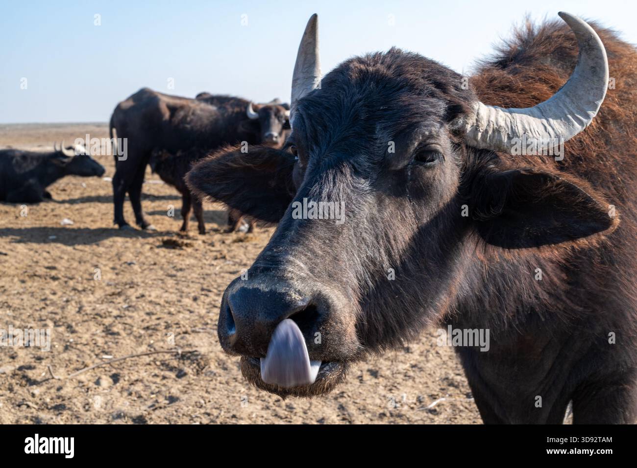 Branco di bufali di palude che pascolano accanto al canale di acqua dolce all'alba Foto Stock