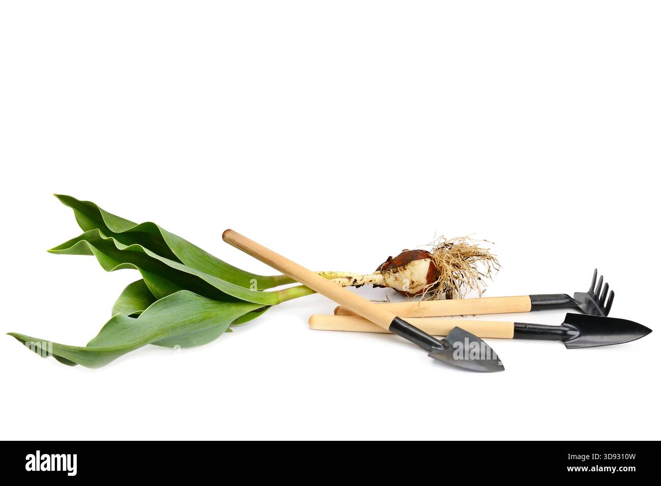 Utensili da giardinaggio e piante bulbose isolate su sfondo bianco. Spazio libero per il testo. Foto Stock