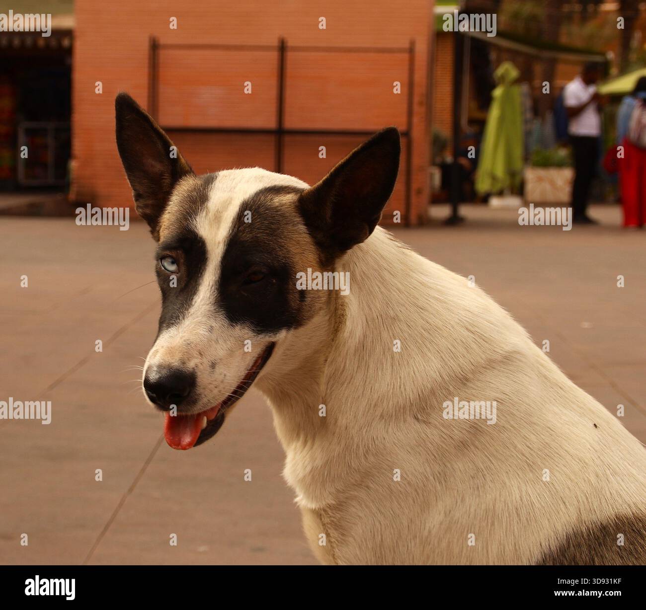 Lungo le strade troverai animali che illuminano Marrakech con lo sguardo e il sorriso Foto Stock