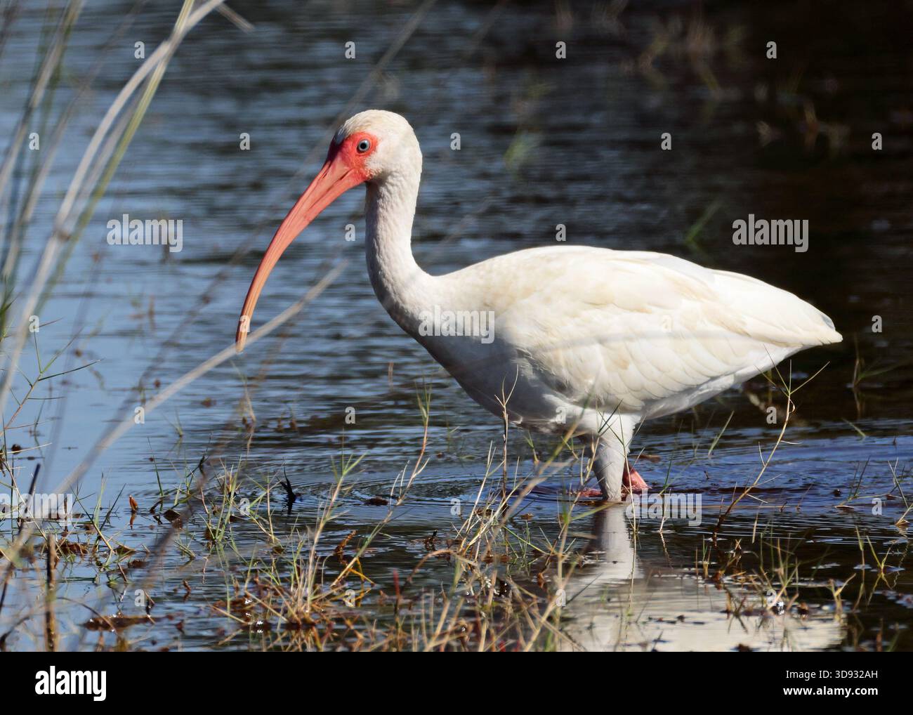 Guado ibis bianco in acque poco profonde, con becco lungo e curvo Foto Stock