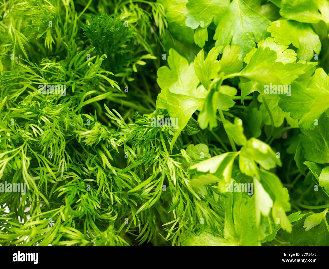 Prezzemolo o giardino prezzemolo (Petroselinum crispum) è una specie di pianta flowering in famiglia Apiaceae. Foto Stock