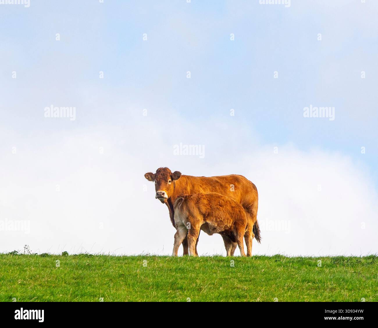 Mucca di manzo del South Devon e la sua suzione di vitello Foto Stock