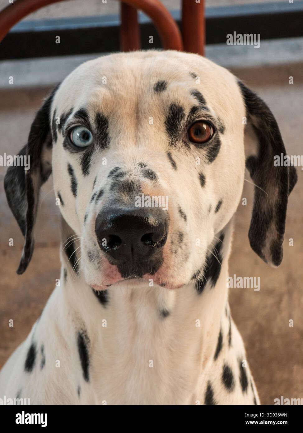 Un dalmata con occhi blu e macchie nere. Il cane sta guardando la telecamera. Il cane è seduto su un pavimento di cemento Foto Stock