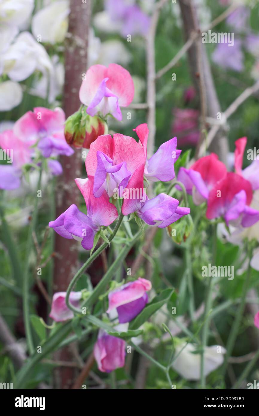 Piselli dolci rosa fuoco e ghiaccio che crescono su un wigwam con piselli dolci bianchi vecchi tempi. Lathyrus odoratus Foto Stock