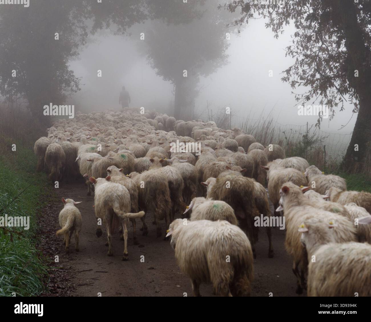 Contadino in silhouette conduce un gregge di pecore lungo un sentiero alberato nella nebbia, bloccando la strada a Montefiascone. 3 dic. 2025 Foto Stock