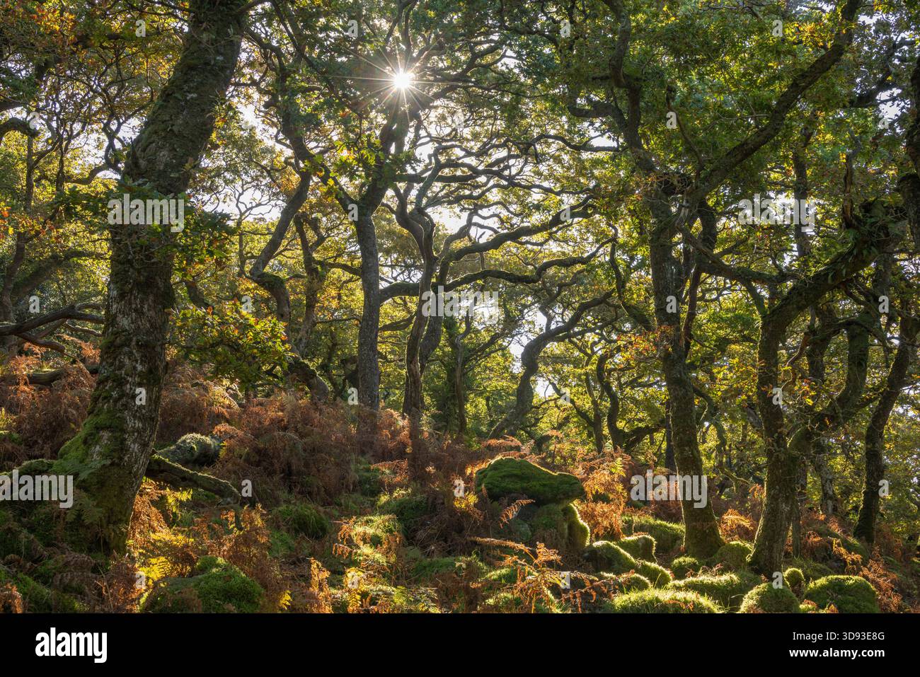 La luce del sole mattutino in un bosco deciduo nel Dartmoor National Park, Devon, Inghilterra. Autunno (settembre) 2025. Foto Stock