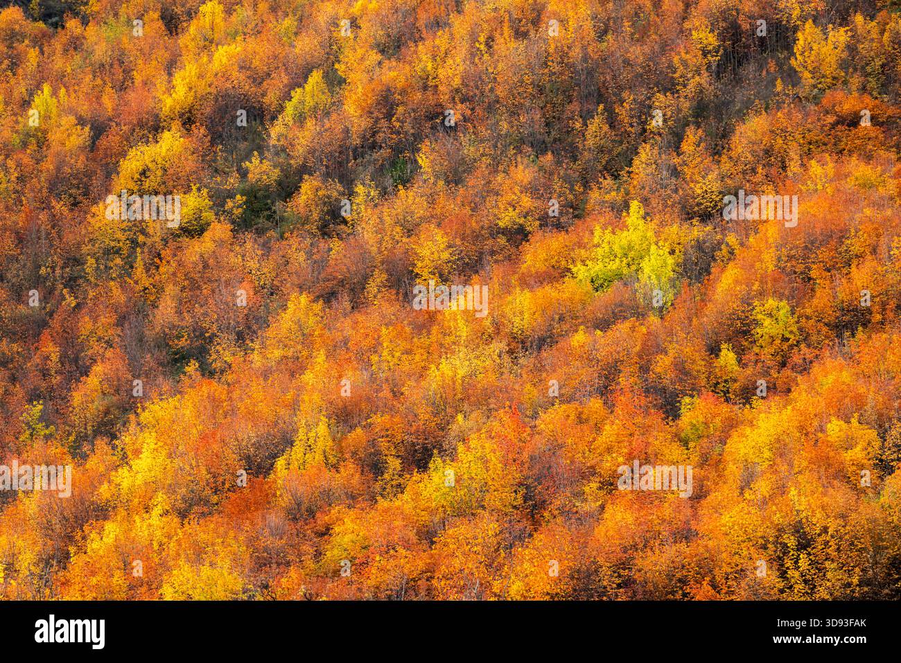 Spettacolare fogliame autunnale ad Arrowtown a Otago, South Island, nuova Zelanda. Autunno (maggio) 2025. Foto Stock