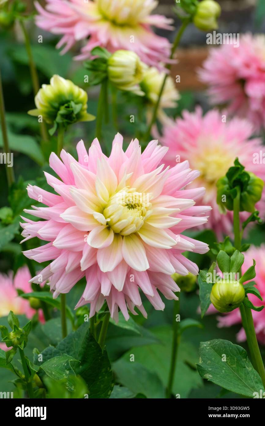 Dahlia si è appena sposata, Fimbriata cactus dahlia, petali ricorrenti rosa spaccati alle estremità, centro giallo Foto Stock