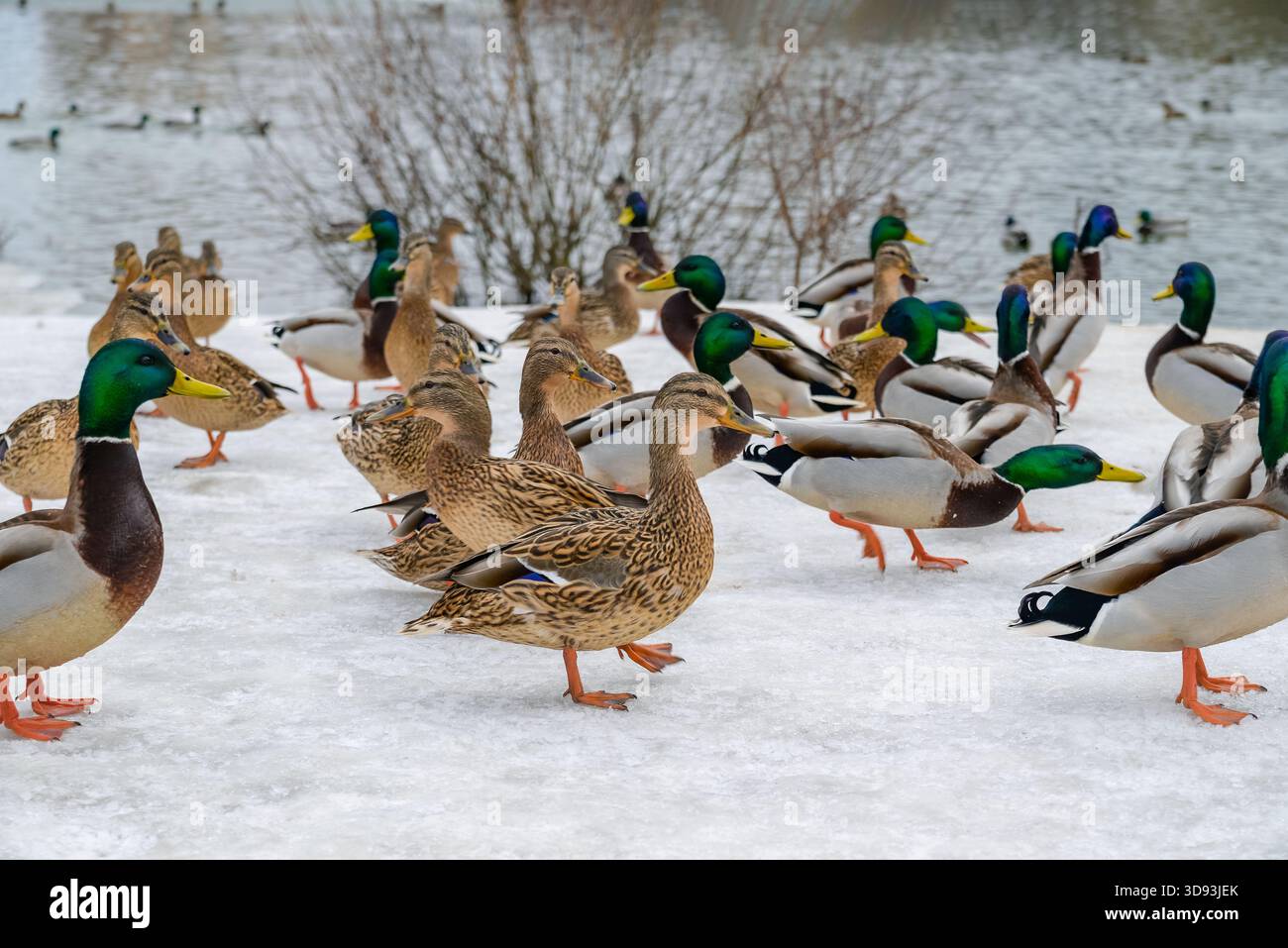 Gruppo di anatre domestiche in piedi sulla neve vicino a un lago d'inverno. Uccelli selvatici, natura, comportamento della fauna selvatica, stagione fredda, allevamento di animali selvatici, ambiente ecologico all'aperto. Foto Stock