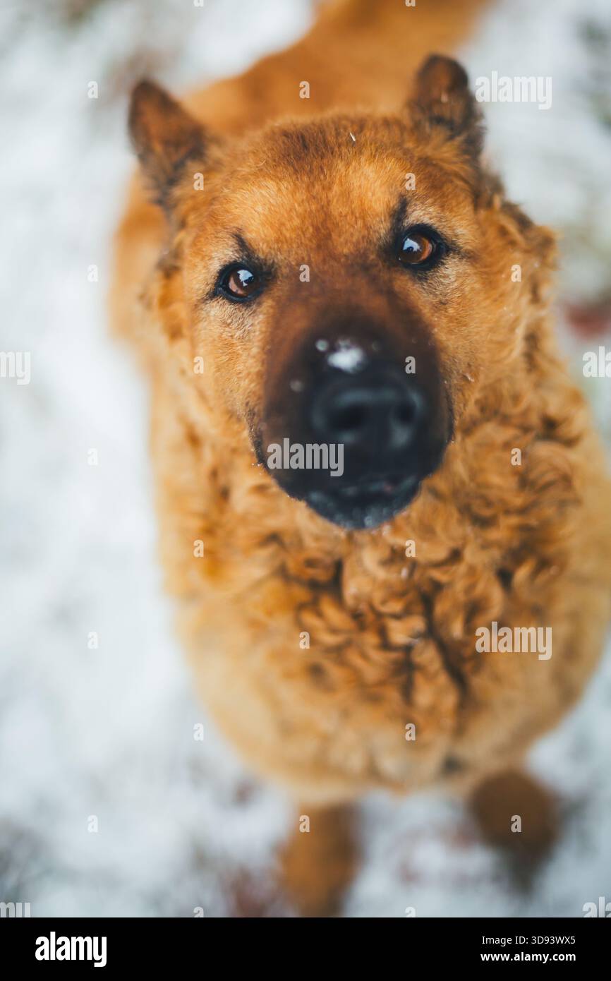Westerwälder Kuhhund (cane da pastore tedesco) Foto Stock