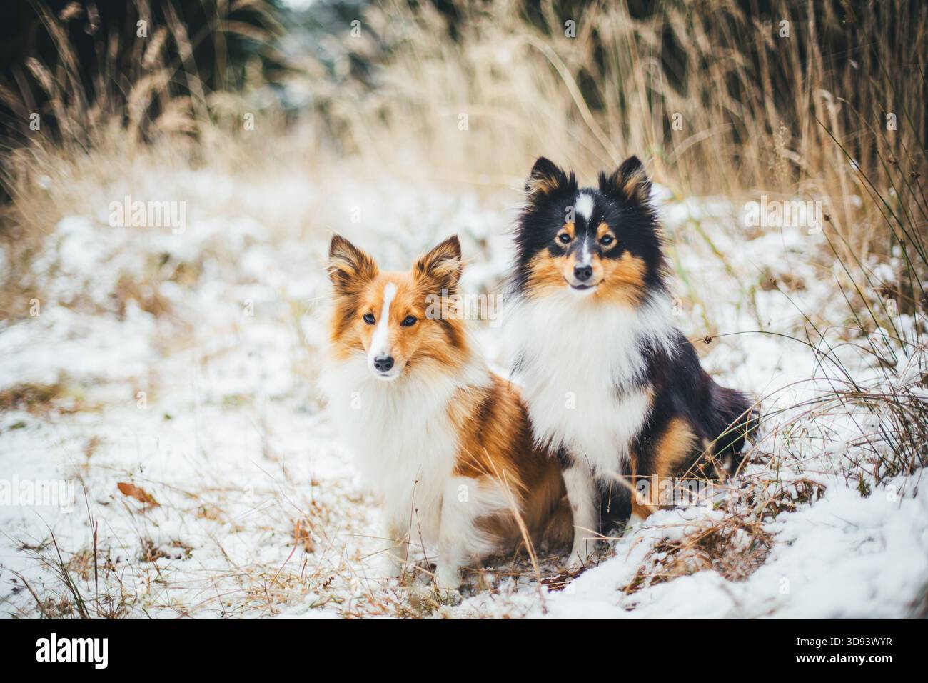 Shetland Sheepdogs Foto Stock