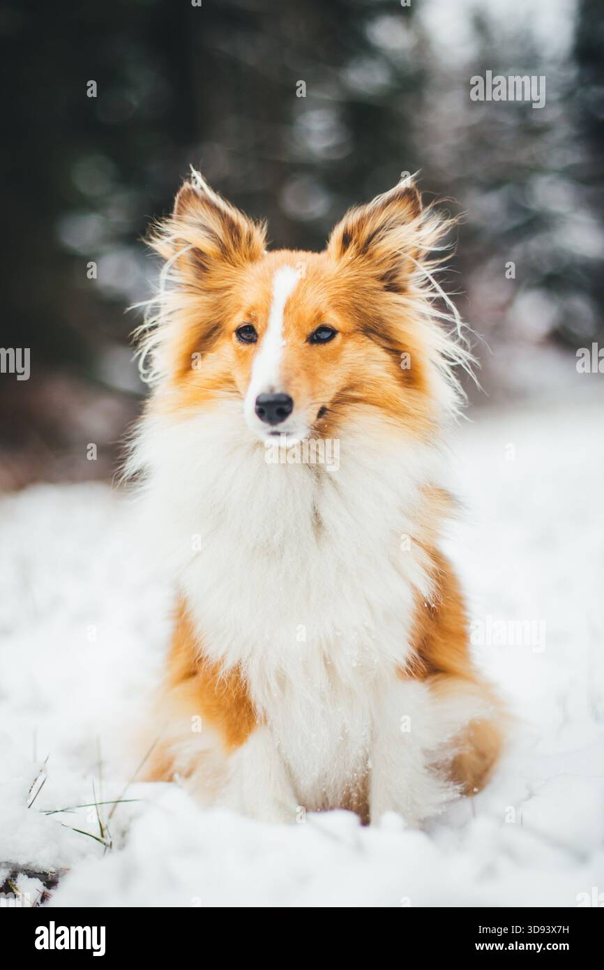 Sheepdog Shetland Foto Stock