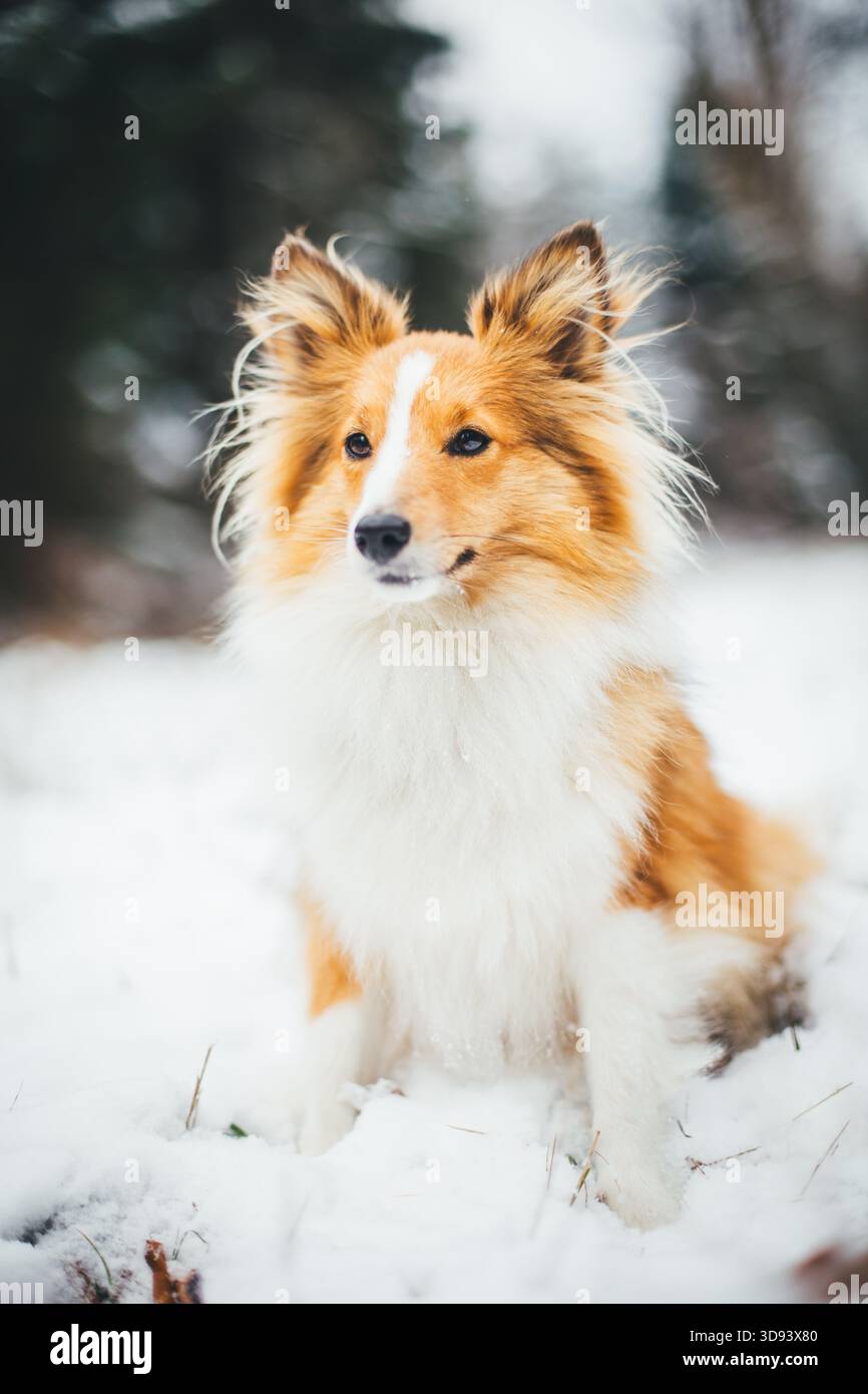 Sheepdog Shetland Foto Stock
