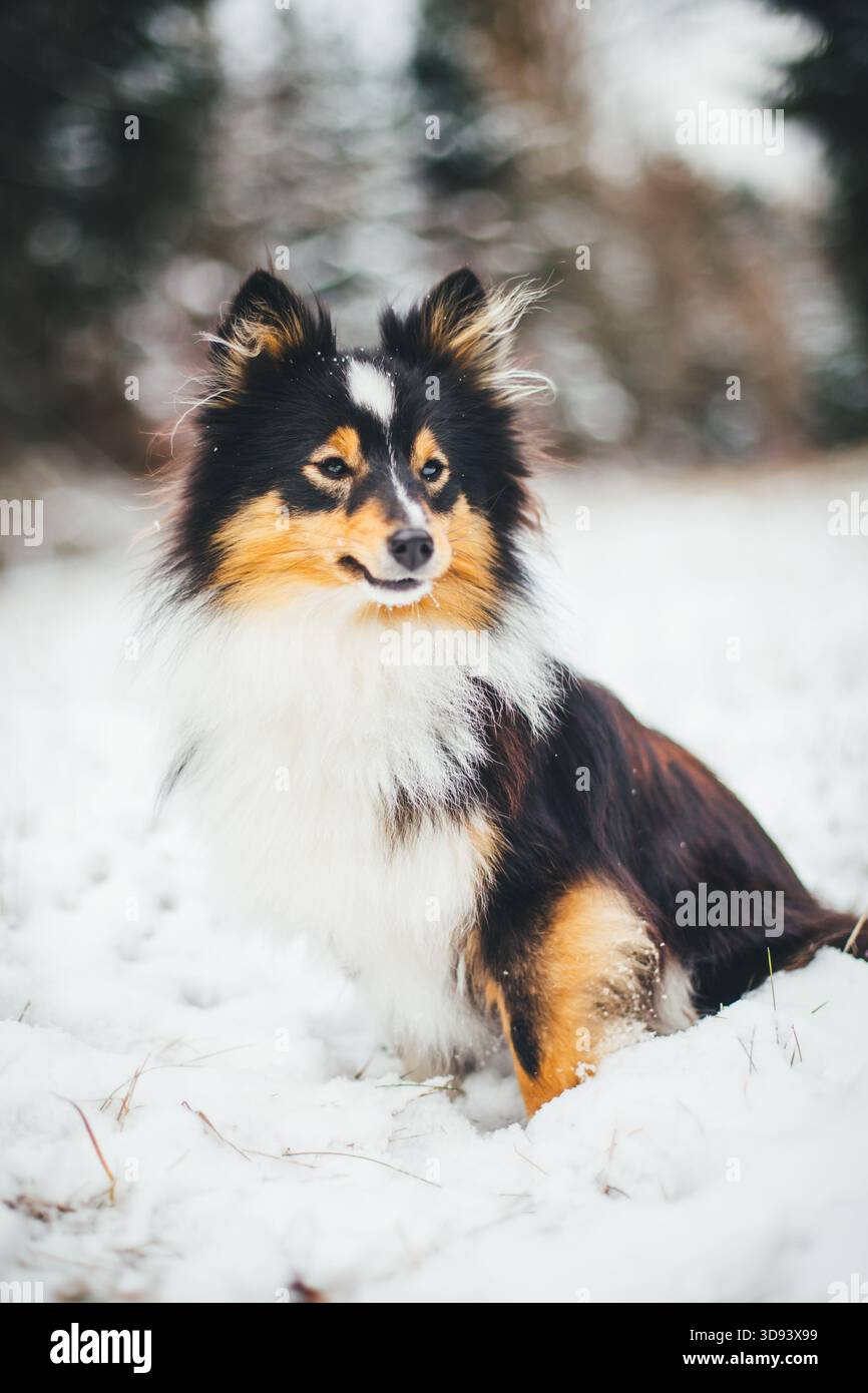 Sheepdog Shetland Foto Stock