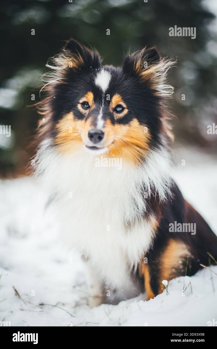 Sheepdog Shetland Foto Stock