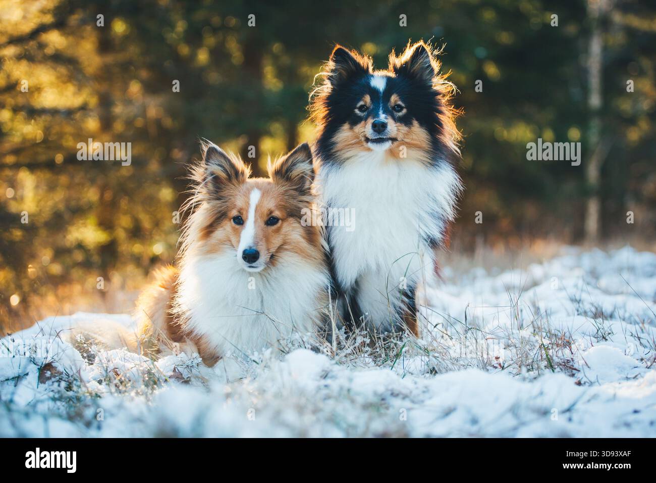 Shetland Sheepdogs Foto Stock