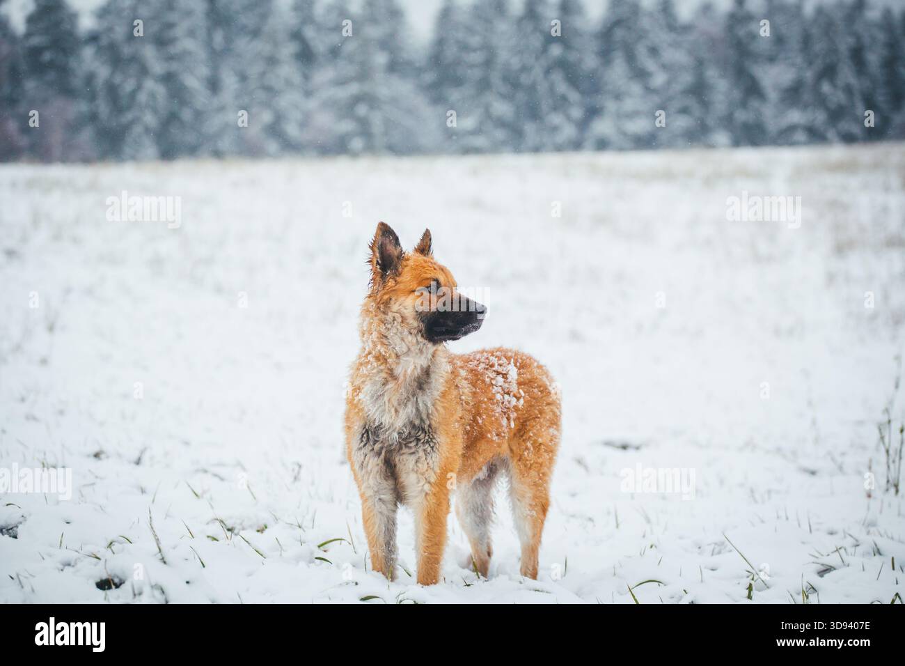 Westerwälder Kuhhund (cane da pastore tedesco) Foto Stock
