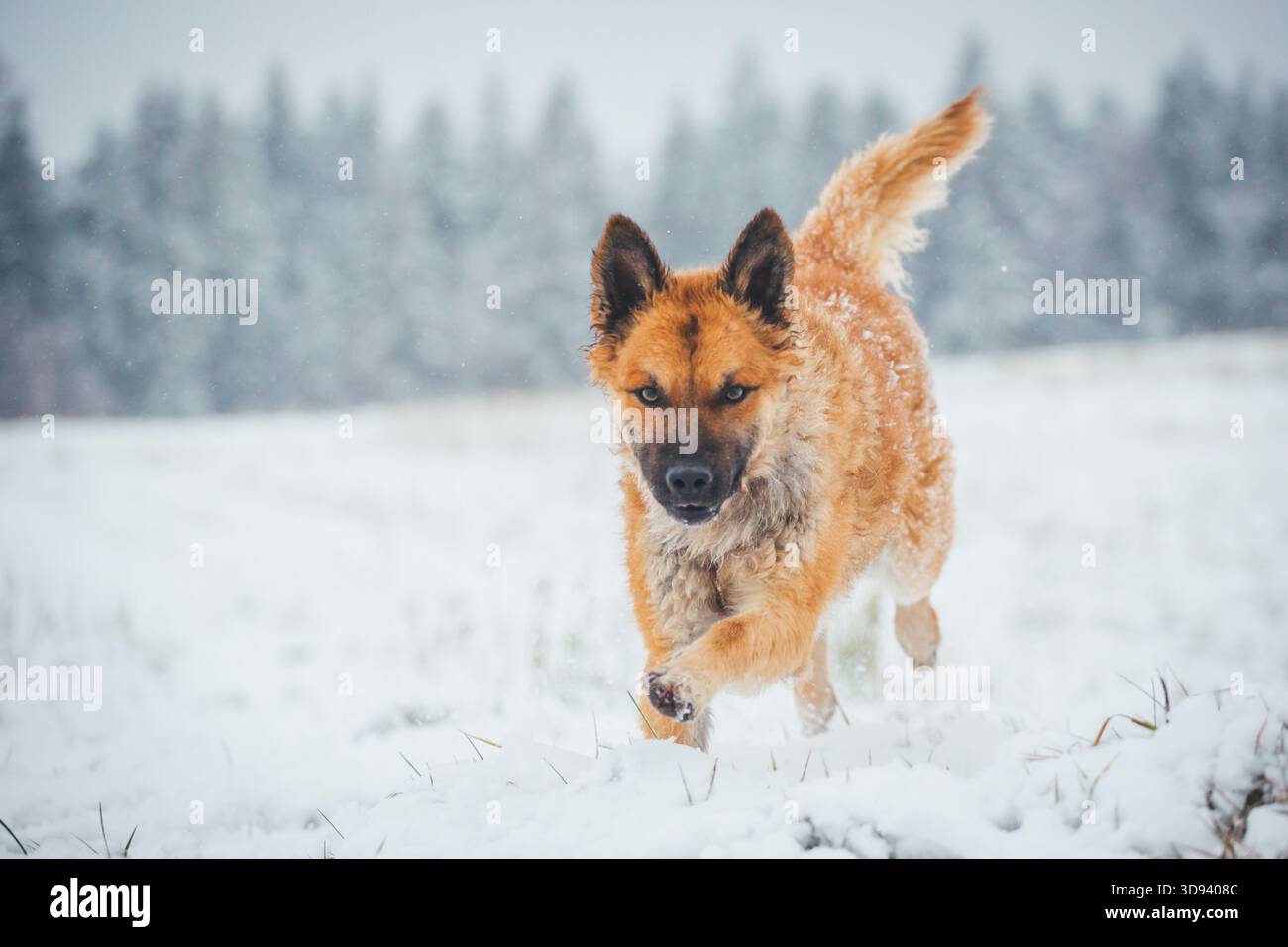 Westerwälder Kuhhund (cane da pastore tedesco) Foto Stock