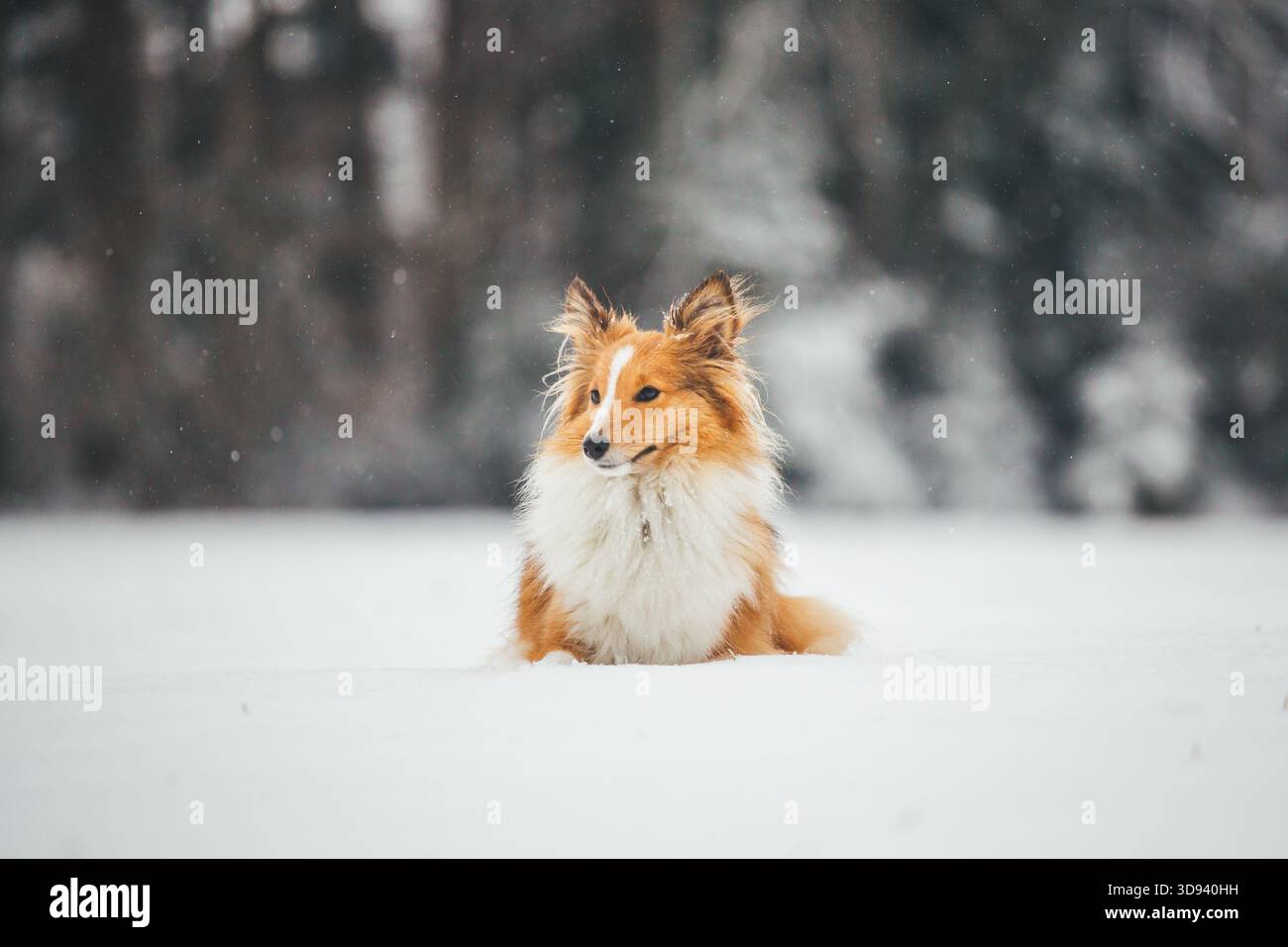 Sheepdog Shetland Foto Stock