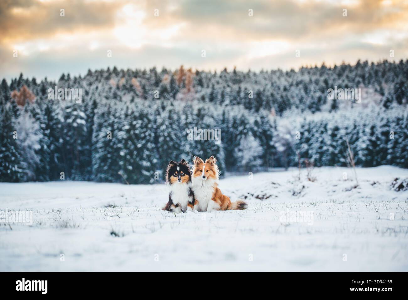 Shetland Sheepdogs Foto Stock