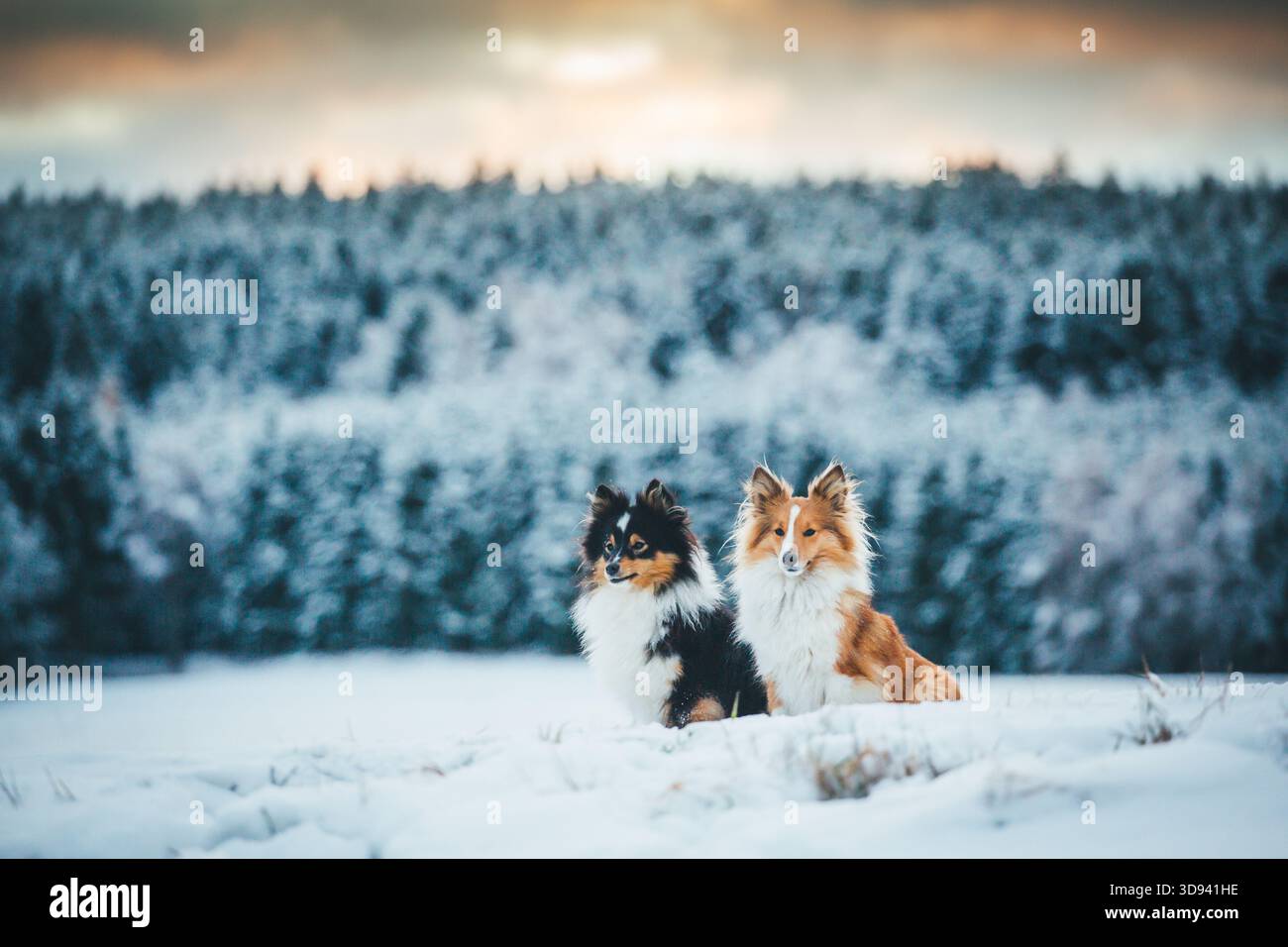 Shetland Sheepdogs Foto Stock