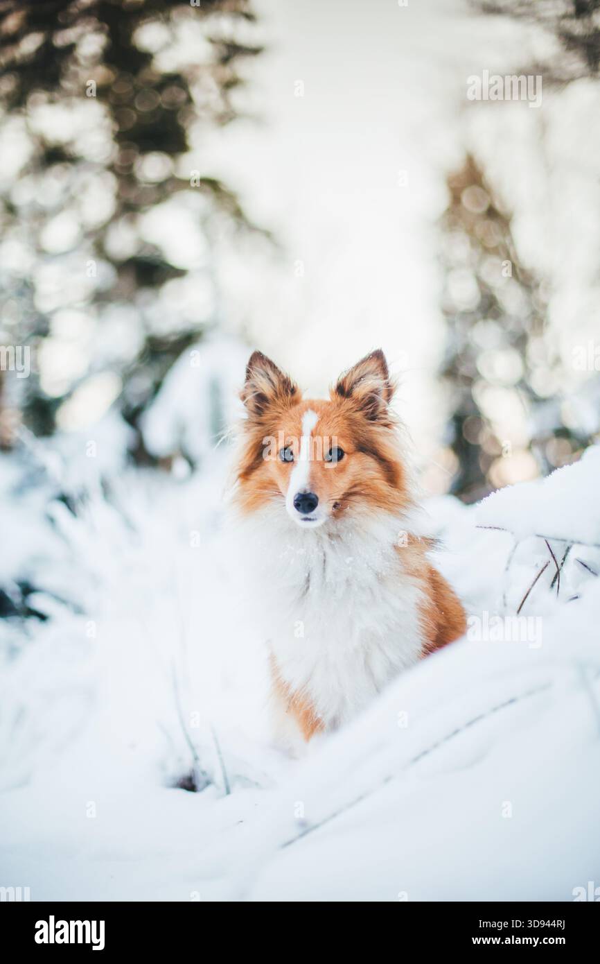 Sheepdog Shetland Foto Stock