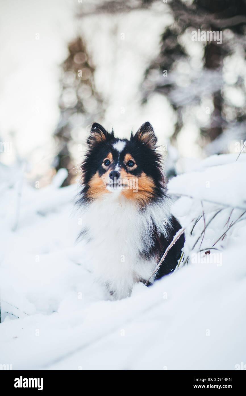 Sheepdog Shetland Foto Stock