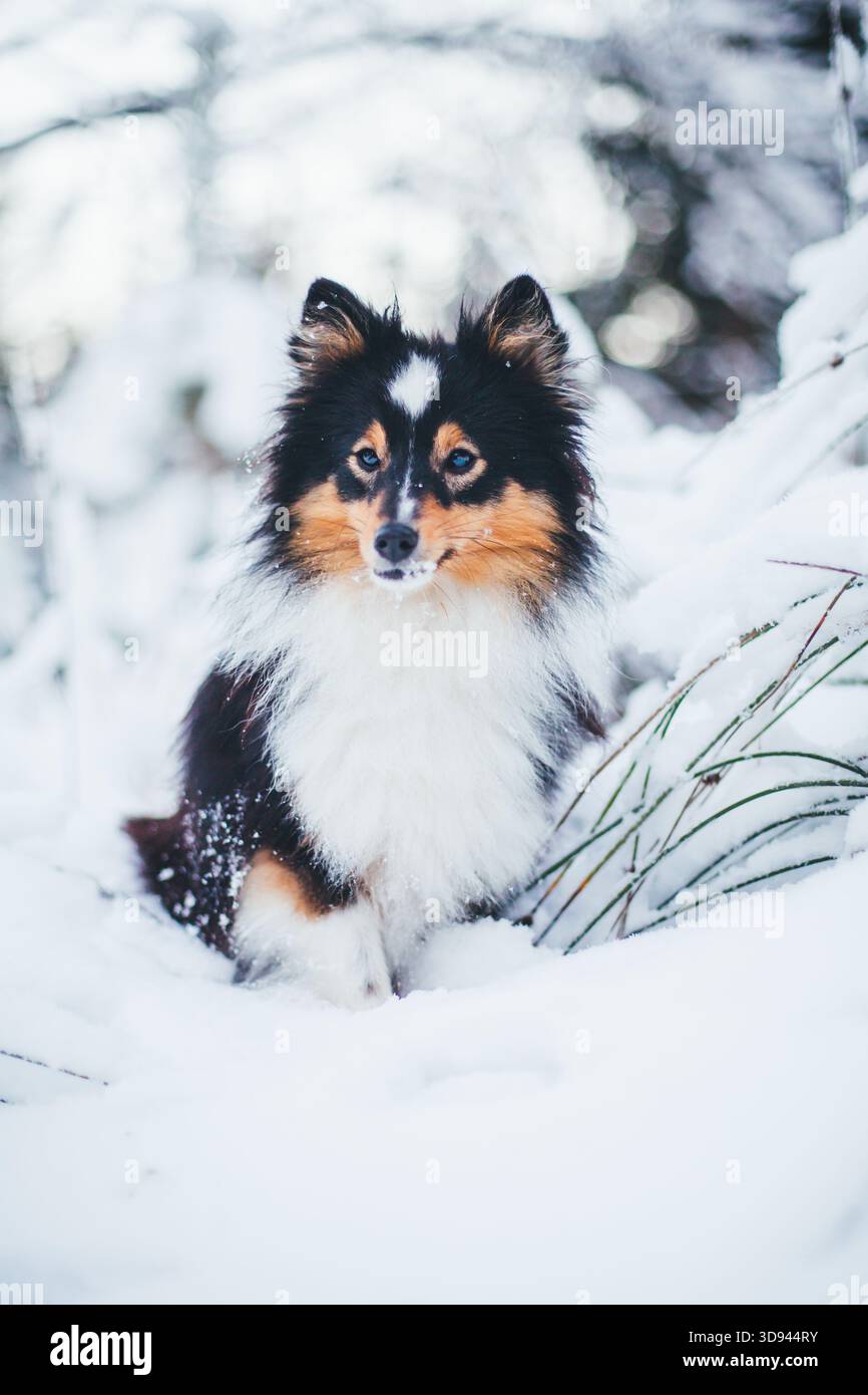 Sheepdog Shetland Foto Stock