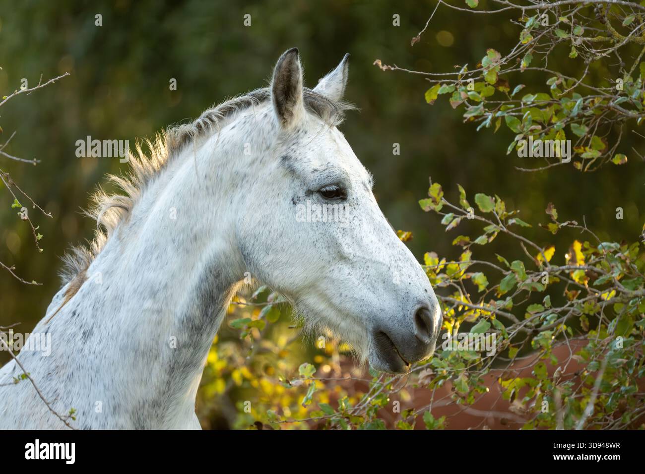 Ritratto ravvicinato di un cavallo bianco in un ambiente boschivo naturale che mangia foglie da un ramo d'albero Foto Stock