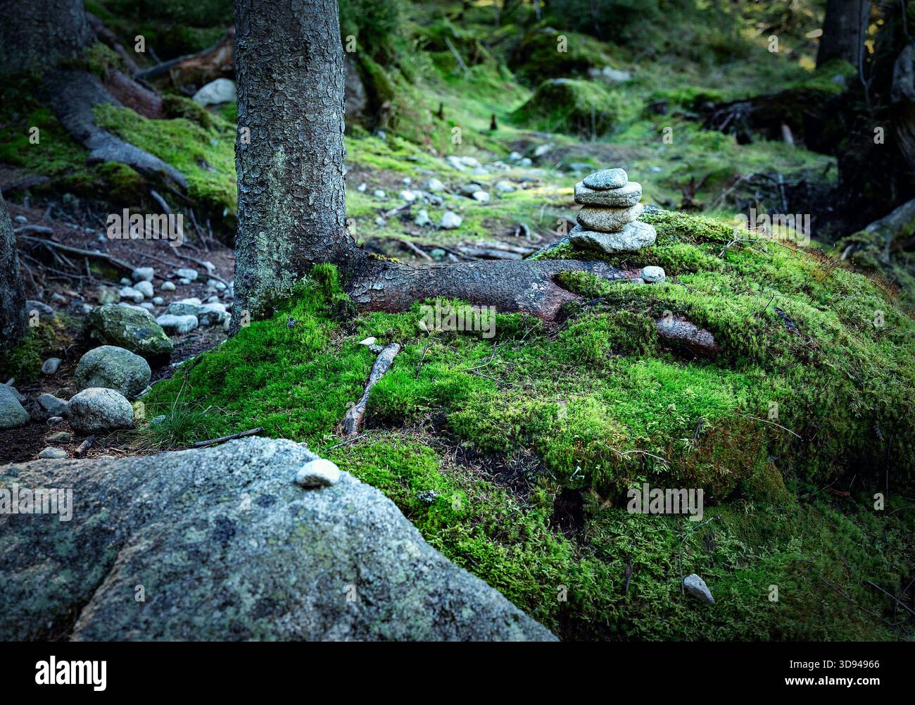sfondo naturale nella foresta con un uomo di ciottoli Foto Stock