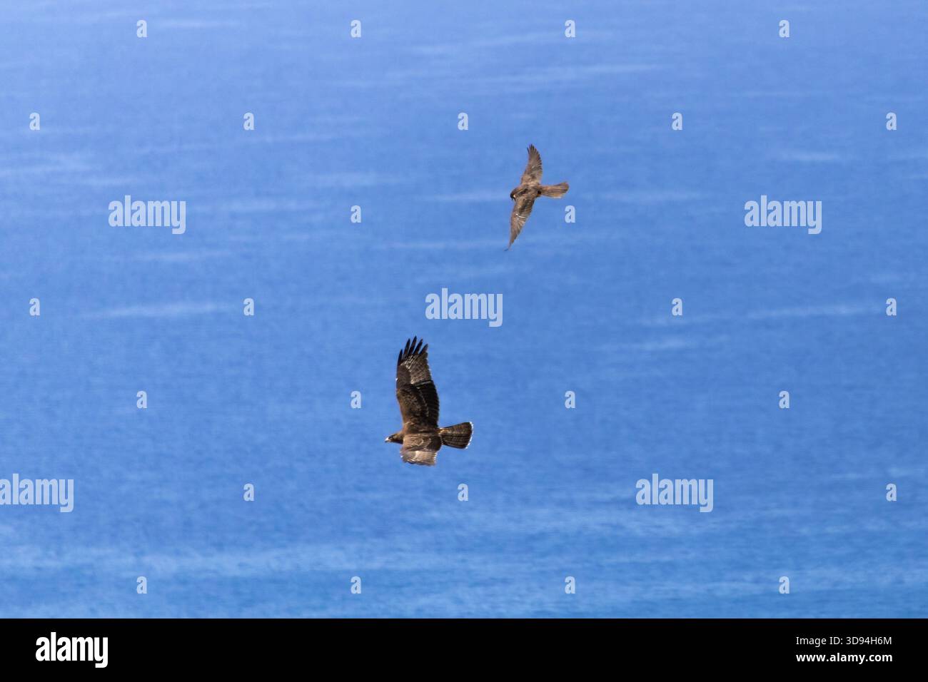 Un Falco di Eleonora (Falco eleonorae) spinge aggressivamente un Buzzard di miele (Pernis apivorus) fuori dal suo territorio in un capt di interazione aerea dinamica Foto Stock