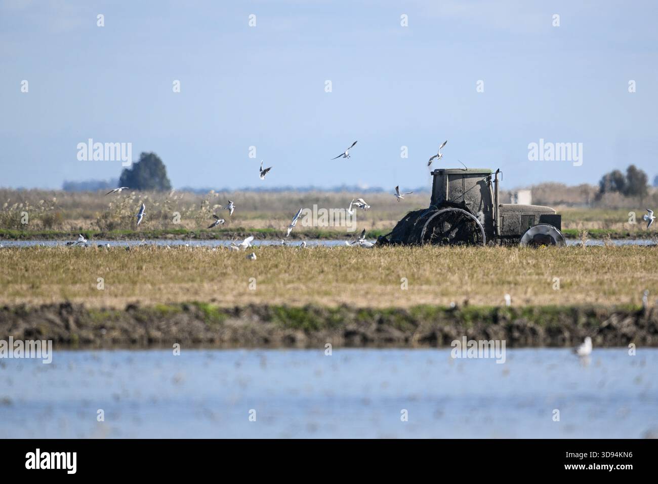 Trattore che agita il terreno nei campi di riso di Siviglia Foto Stock