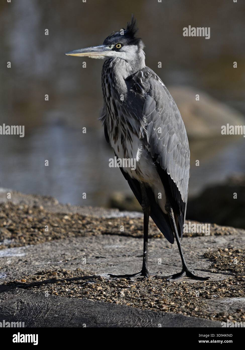 Heron grigio che riposa sulla roccia vicino all'acqua Foto Stock