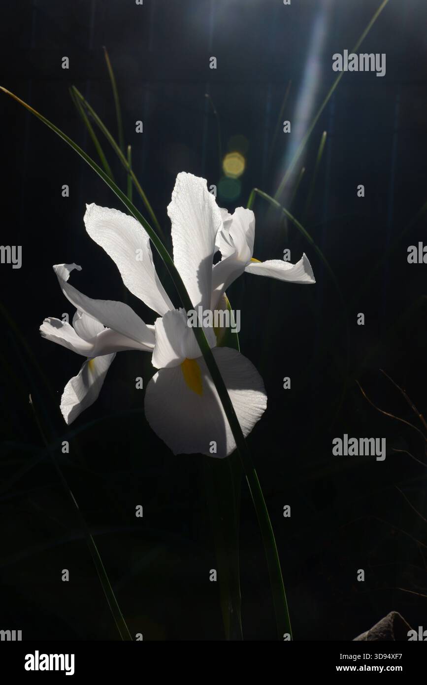 Iris olandese bianco su sfondo scuro Foto Stock